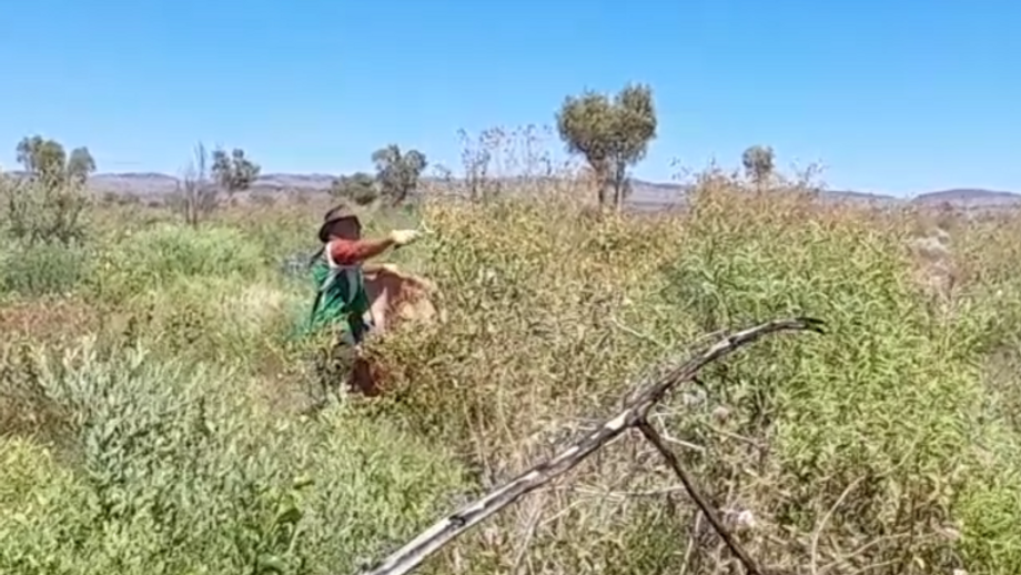 Collecting Acacia Pyrifolia
